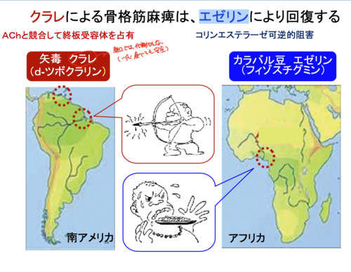 バイタルと神経および呼吸・循環