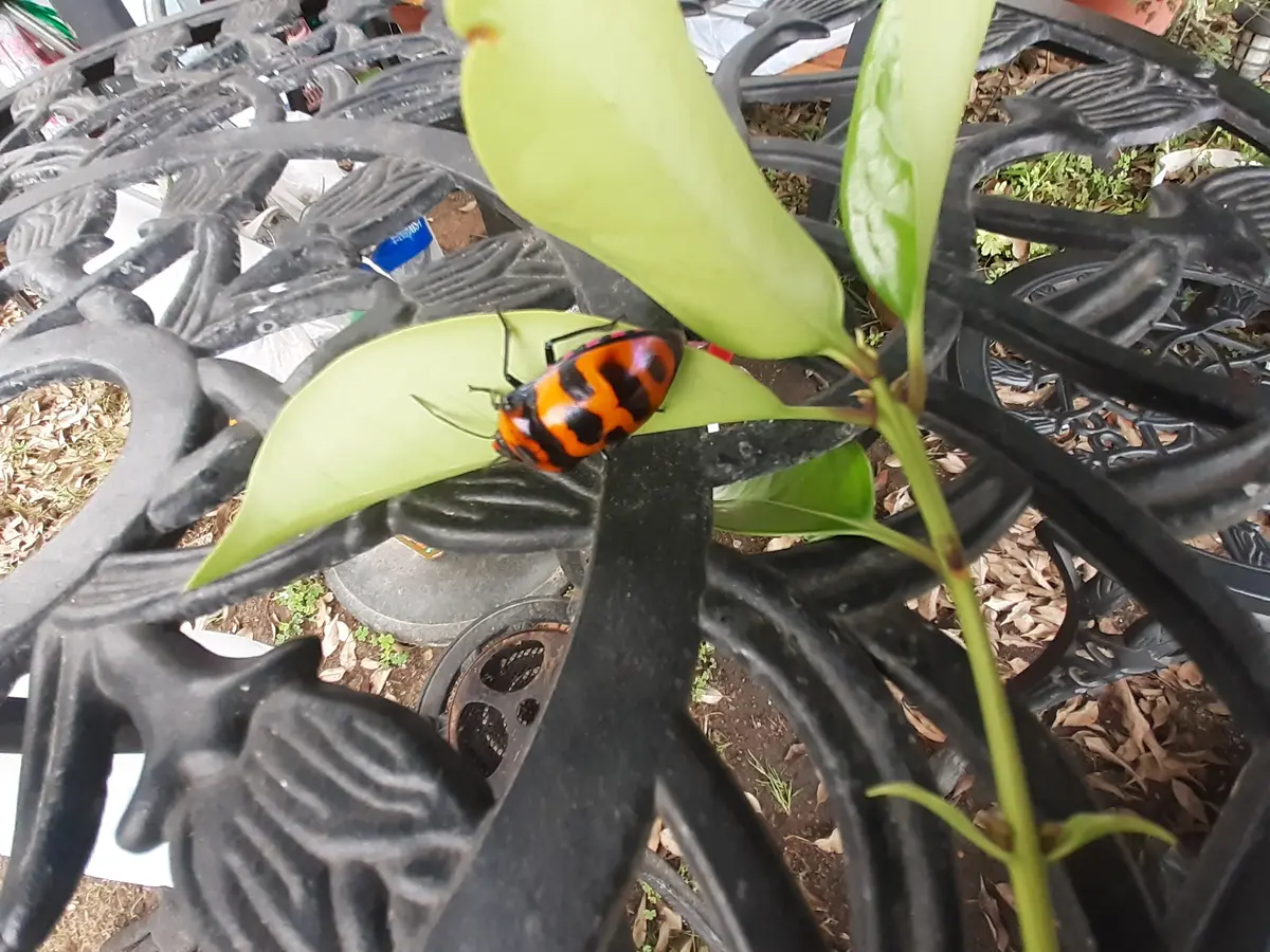 モモアカアブラムシ農業害虫や病害の防除・農薬情報病害虫・雑草の情報基地全国農村教育協会