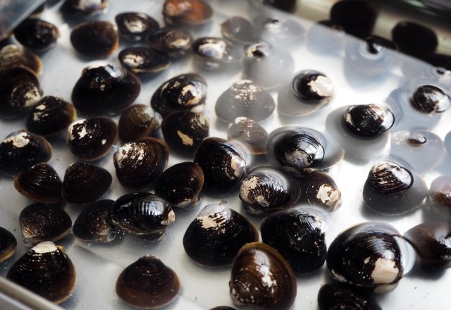 砂抜き しじみの砂抜き時間は何分？塩の量と短時間！時短のお湯de砂出しを解説