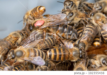 女王蜂大和ミツバチ研究所