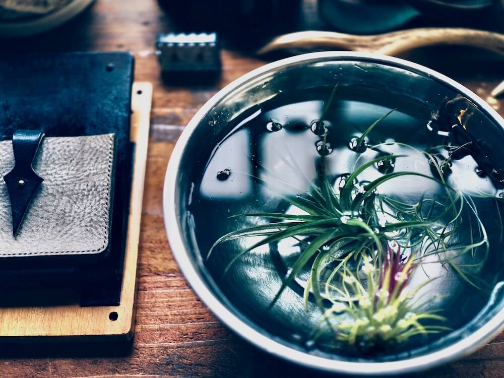 5年間エアプランツ生存中 ソーキングに最適な時間や頻度、コツをご紹介します！ボタニカルーム