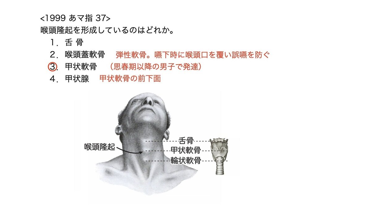 喉頭隆起 - Wikipedia