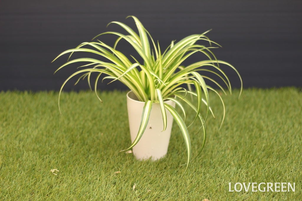 オリヅルランを上手に増やそう！🍀GreenSnap グリーンスナップ