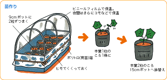 冬瓜の育て方〜栽培のコツや保存方法を解説！育て方Labo 育て方ラボ