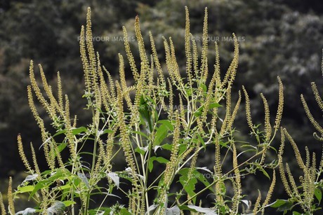 秋の花粉症について - 健康コラム神戸市東灘区の耳鼻咽喉科 - つじもと耳鼻咽喉科