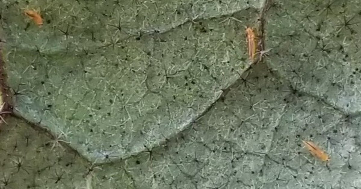 ピーマン栽培６つの害虫対策法！６つの害虫の被害とその防除方法を解説産直プライム.labブログJA連携！産地直送通販なら産直プライム