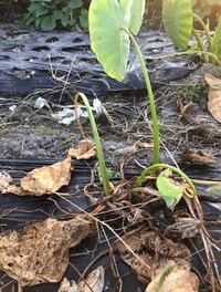 気候危機 猛暑でサトイモの葉が枯れる 埼玉の農家「作柄心配」 豪雨被害の九州では花など被害もJAcom 農業協同組合新聞