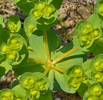 トウダイグサEuphorbia helioscopiaかぎけん花図鑑