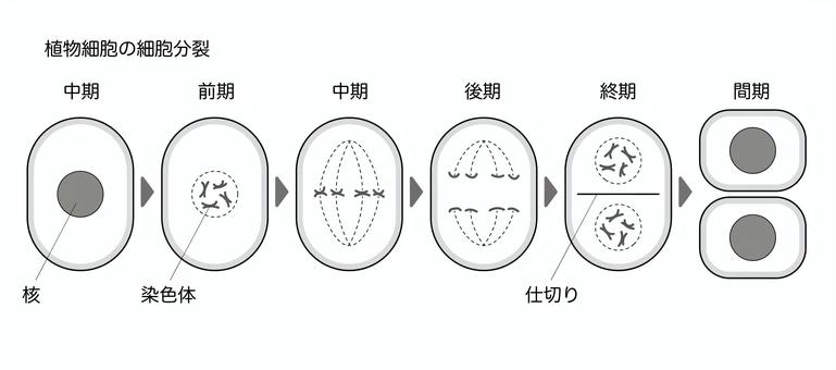 2,125 細胞分裂 Stock Videos, Footage, & 4K Video Clips - Getty ImagesDna, 細胞組織,進化