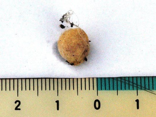 セアカゴケグモ対策マニュアル