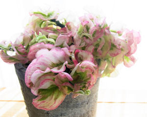 ペディランサス・ミルクハーモニーの育て方：トウダイグサ科の希少な多肉植物グリーン＆インテリア ー 何気ない日々をおもしろく