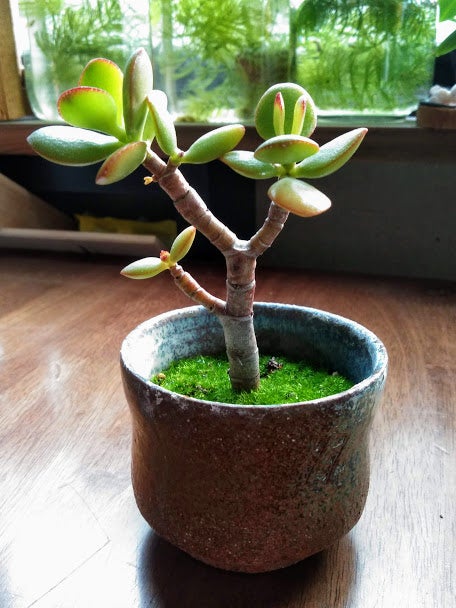 金のなる木の復活そだレポ 栽培レポート byハナトイチみんなの趣味の園芸