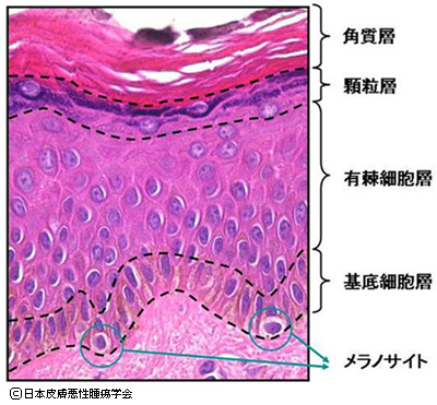 解剖学・基礎 皮膚の構造かずひろ先生 黒澤一弘解剖学