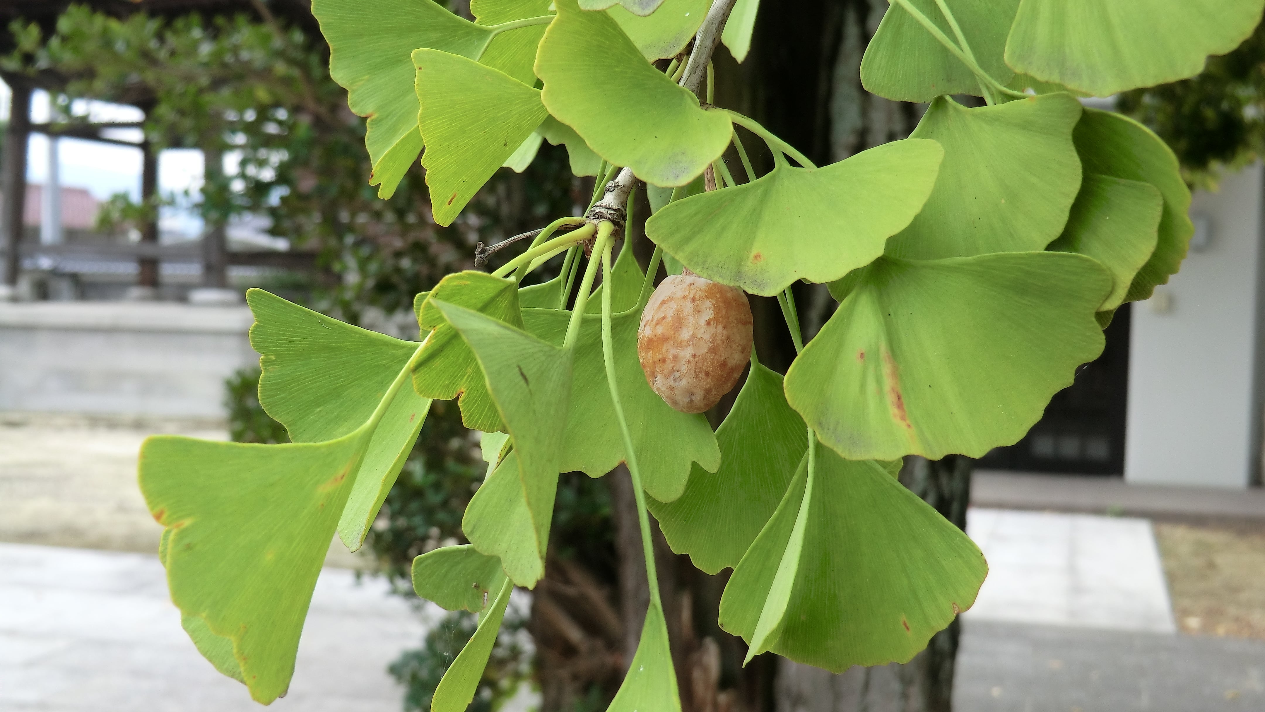 イチョウの実・銀杏 ギンナン