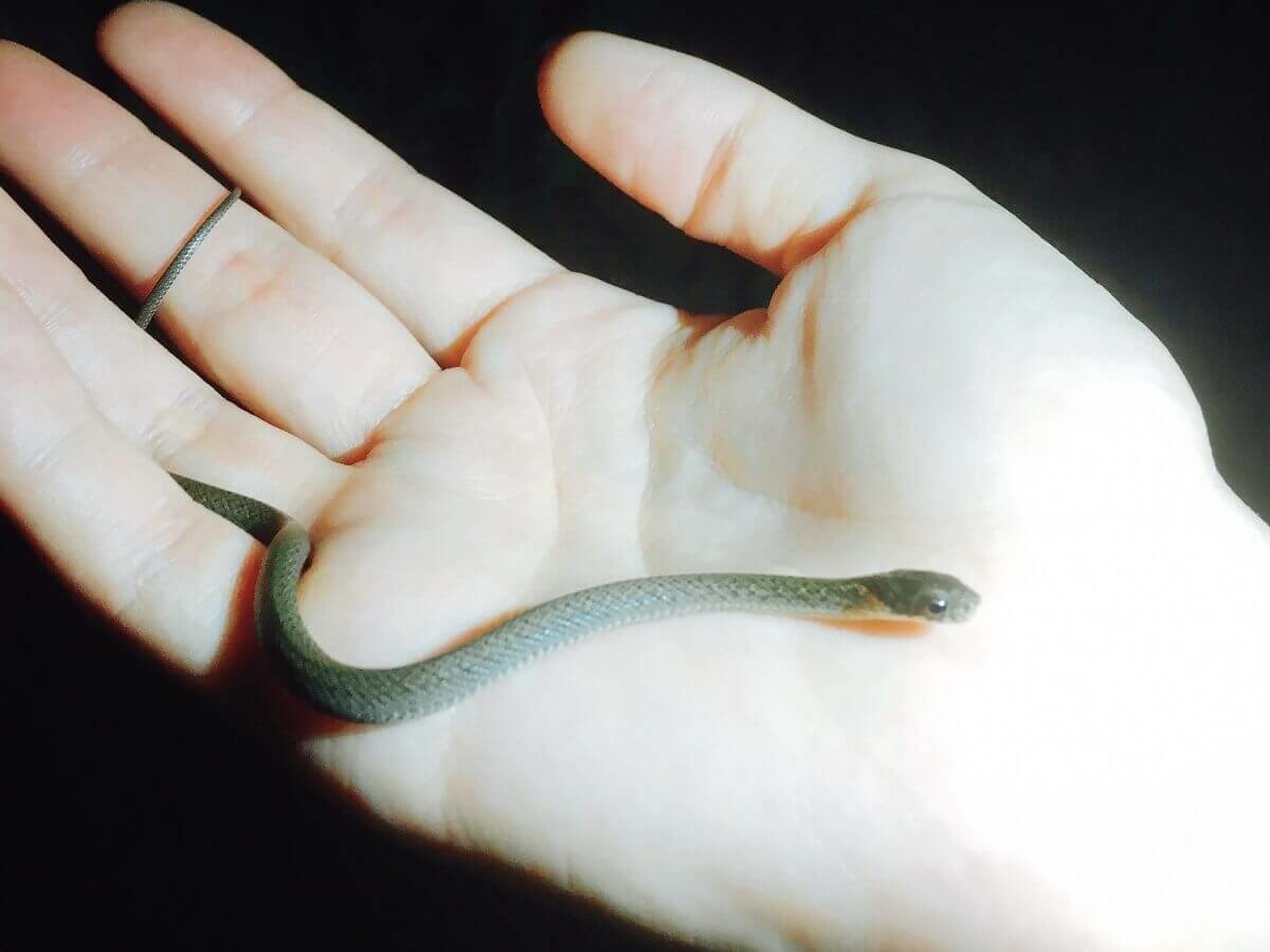 夢占い 蛇の夢！噛まれる・追いかけられる意味とは？ - 恋愛理想郷