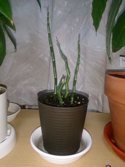 ギンリュウ ダイギンリュウ ペディランサス の育て方