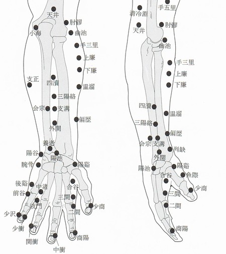 足陽明胃経の図