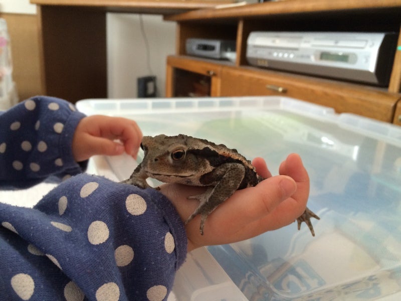 有毒カエルの皮膚は甘くて苦い？ナショナル ジオグラフィック日本版サイト