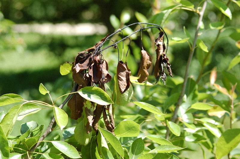 梨の剪定2 4年目頃から
