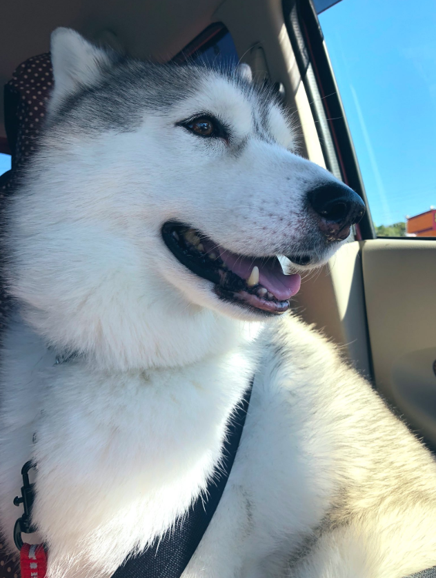 気持ちが顔に出すぎちゃう！ シルビアちゃんは我が子のようで癒しの存在特別企画「 スマイルドッグ ありがとうを叫ぼう」いぬのきもちWEBMAGAZINE