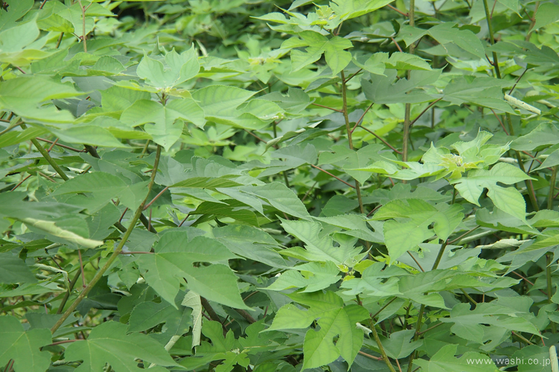 認知症フォーラムドットコム支え合いから共生へ