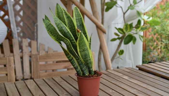 サンスベリア トラノオ を水挿しで増やす方法失敗しない葉挿しのやり方を解説