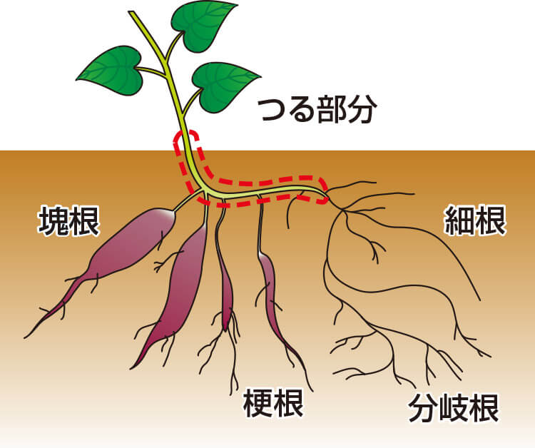 シャキシャキ食感♪ 芋づるのきんぴら