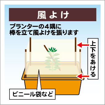 プランターでピーマンは育つのか？初めてで大成功したピーマン栽培。旅育BOYS