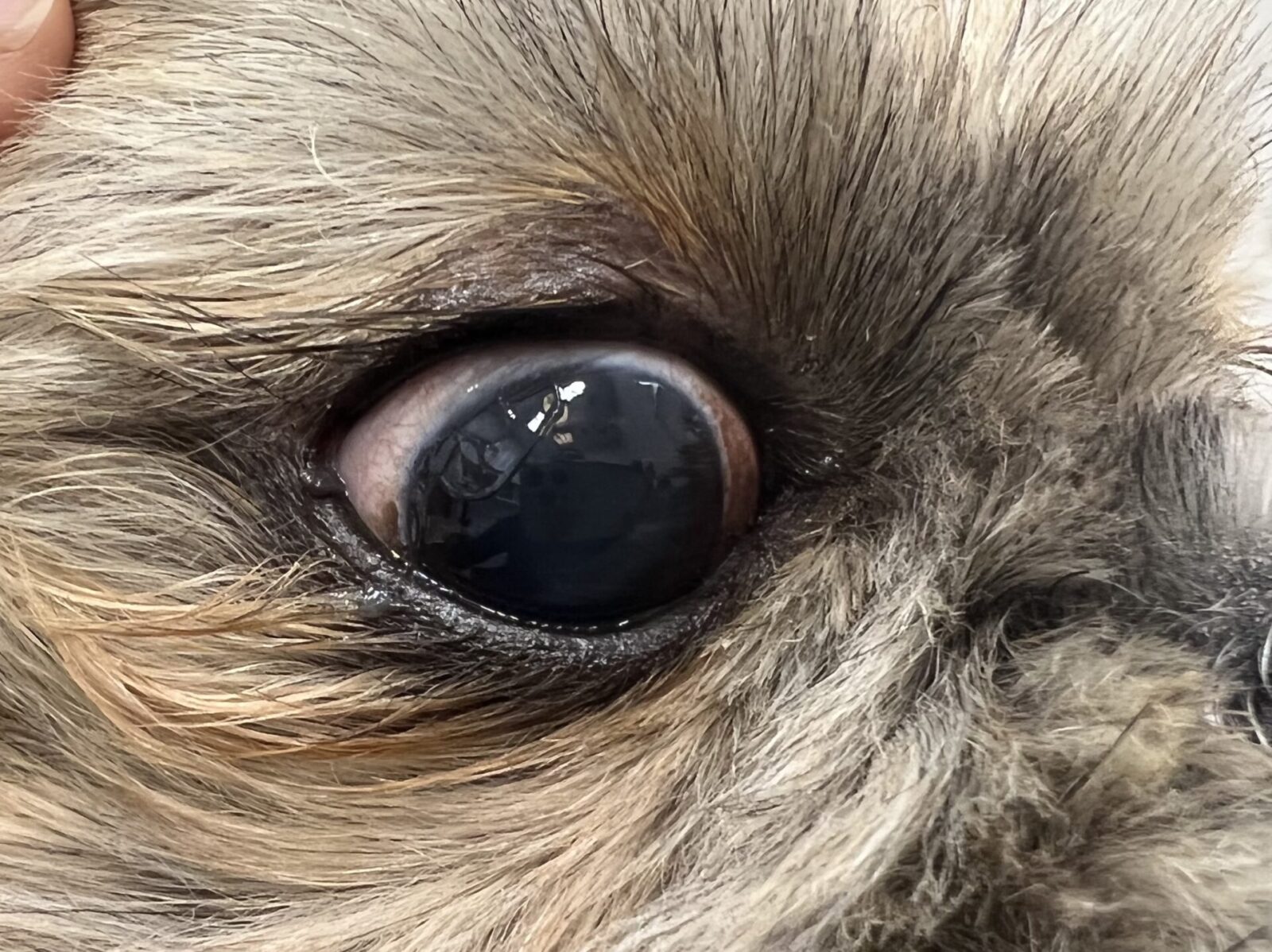 隠れた病気が潜んでいることも！？犬や猫でも起こる気づきにくい出血や止血機能障害とは