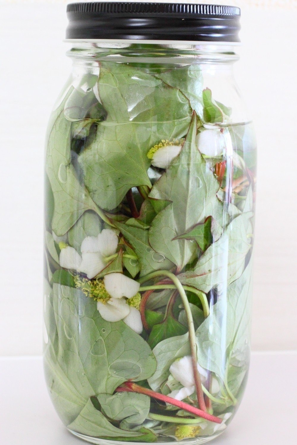 義母おススメ！ドクダミの花でできる自家製虫刺され薬をつくってみた！てのん 人ものがたり ウェブメディア