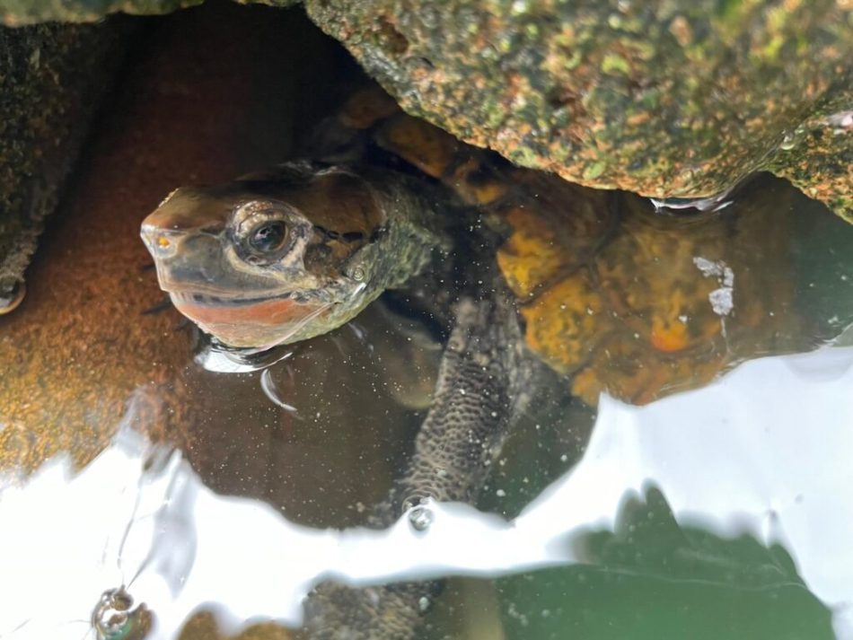 水カビ病、綿かぶり病の治療法と予防、重症時の治療について - サイエンス・アクアリウム～科学で飼育・病気を楽に治すサイト～