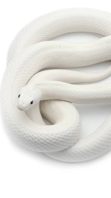 夢占い 白蛇の夢は幸運のサイン？ 意味や心理のシーン別暗示28選「マイナビウーマン」