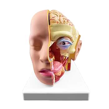 頭蓋骨 模型 筋肉付着部 詳細模型 人体 骨 筋肉