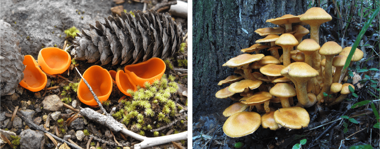 Growing Enoki mycelium 🍄‍🟫 , 市販えのきからえのきの菌糸を培養する様子。, まずはきのこ菌糸体を育てる。,きのこが分解して餌にするのは糖分や食物繊維。, 通常えのきやエリンギなどの腐生菌類のきのこは倒木や枯葉などを分解するが,人間界ではゴミとなる新聞紙やダンボール、トイレットペーパー、コーヒーや茶殻などの植物繊維を使うことができる。,