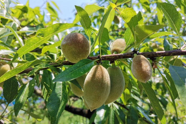 ２・アーモンドを種から育てるのは～そだレポ 栽培レポート byよしのみんなの趣味の園芸