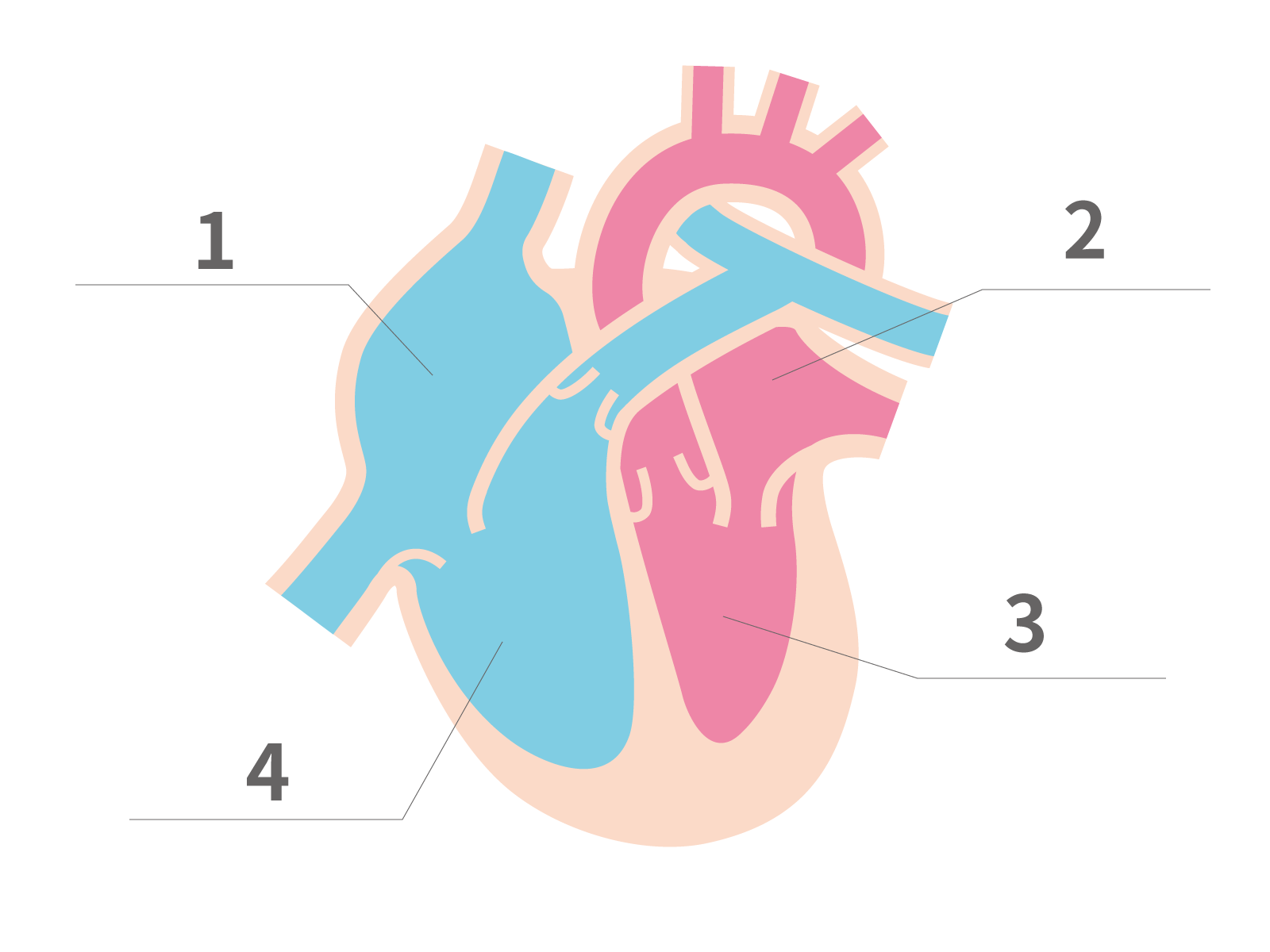 北海道心臓協会