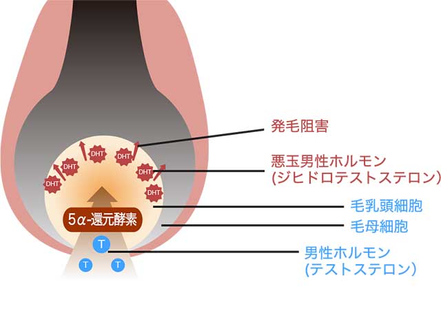 濃いすね毛を処理しておさらばしよう！原因やメリットなどを徹底解説します│メンズジェニ