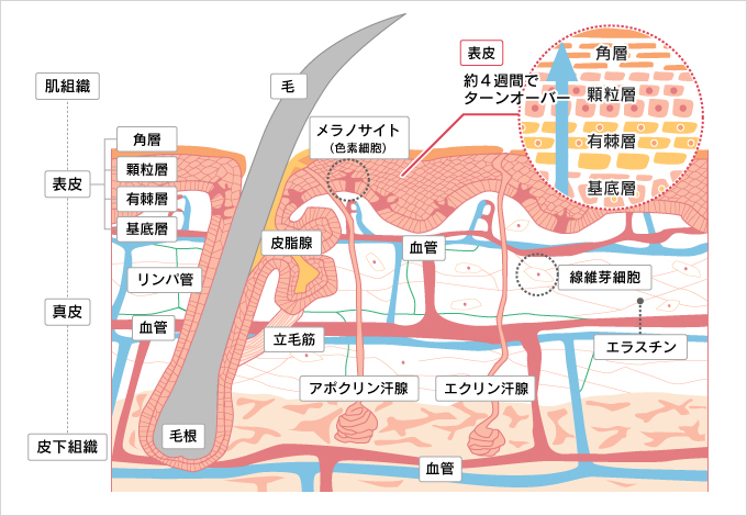 医者が教える人生が変わる美容大辞典」医療系 肌断面図 皮膚構造 イラスト : イラストレーター清水利江子の日々blog