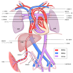 18,800点を超える血流のイラスト素材、ロイヤリティフリーのベクター素材グラフィックスとクリップアート - iStock血管, 血液, 毛細血管