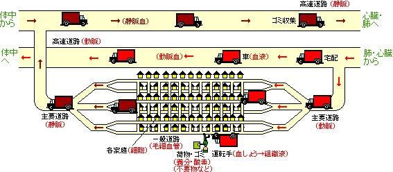 血球のはたらき～3種の血球と検査について～