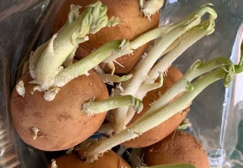 じゃがいもから芽が出てきた！間違った保存法でこんなことに！ちなみにまだ食べれるの？生活知恵袋