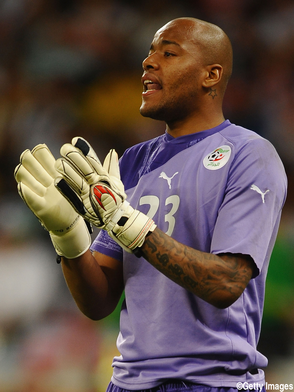 完売です・ちょっと訳あり個体・ おしい！ Ｐｏ．エンドリケリー「チャド×チャド」 メタボorセミショート ？- ＱＢＥきゅ〜ぶ