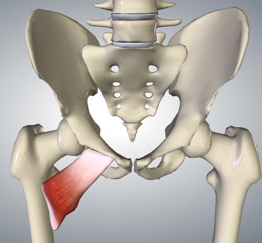 太ももの付け根について太ももの付け根＝鼠径部 そけいぶ です🦵 この鼠径部が詰まったままでいると 血流やリンパの流れが悪くなり脳が足が冷えている！と判断するため 下半身に脂肪をつけようとするので 下半身太りや浮腫みに繋がります😖💦 1度しっかり鼠径部を流す