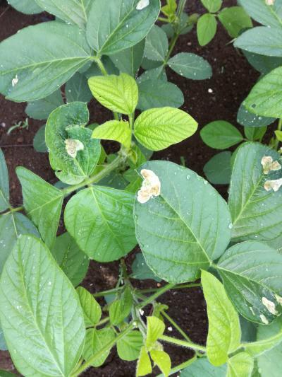 植物が感染するさび病とは？ 発生する原因や対策方法を詳しく解説となりのカインズさん