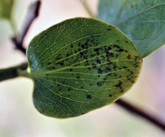 ハダニを駆除する方法とは？被害症状や予防策を解説剪定・伐採・草刈りなど庭手入れ専門造園業者植木屋smileガーデン