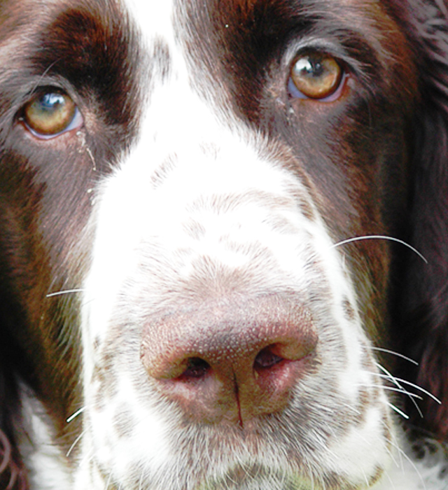 イングリッシュ・スプリンガー・スパニエルの性格や寿命、子犬、里親、値段から飼い方イングリッシュ・スプリンガー・スパニエル図鑑ワンコnowa