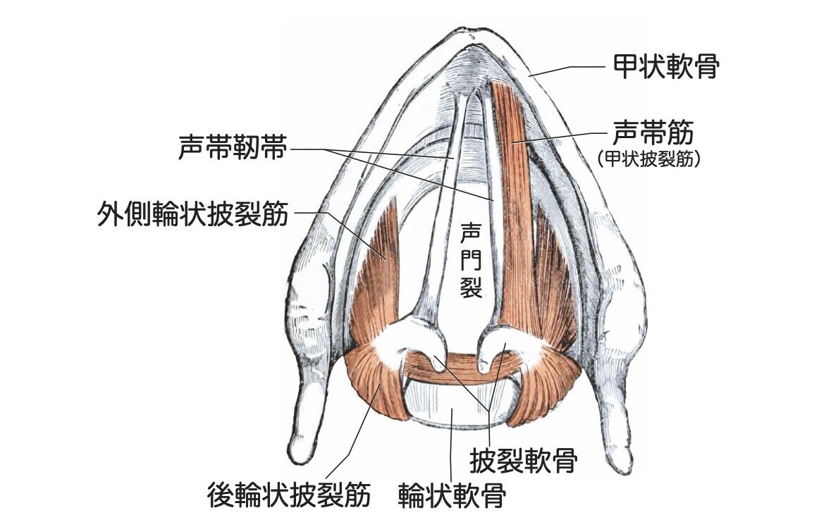 3.咽頭・喉頭 頭頚部病理診断教育支援