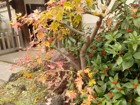 センリョウ 千両- 庭木図鑑 植木ペディア