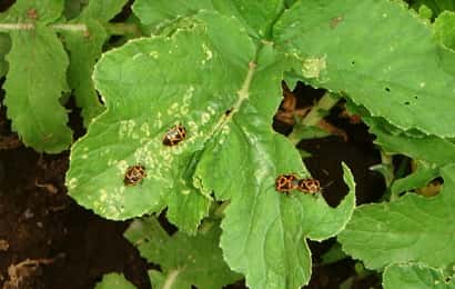 大根種まきのコツと虫対策 虫除けになる作物も紹介 - YouTube