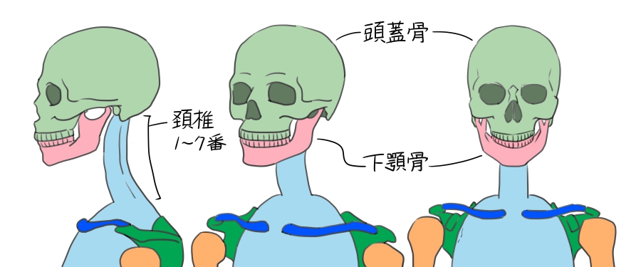 顔とカラダの類似構造~上半身編~ 骨格ボディメイクのセッションを受けて頂くと お顔を触っていないのにお顔の印象が変わったり小顔になっていくことはよくあることです顔とカラダの類似構造により カラダを整えていくとお顔も変わるというしくみ 額 おでこ →腹部 まぁ